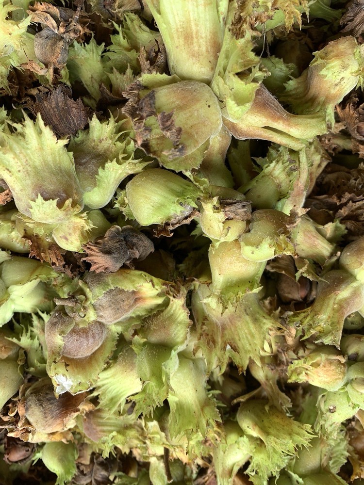 25 American Hazelnut Tree Seeds