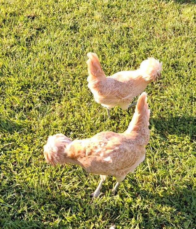 6 - QUALITY BUFF POLISH Hatching Eggs **NPIP & AI CLEAN**