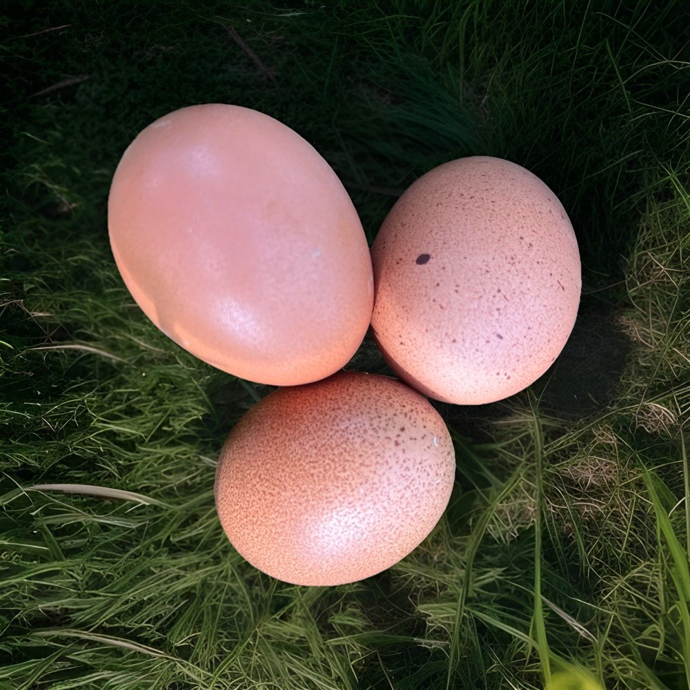 Welsummer Eggs 💯 Pure!