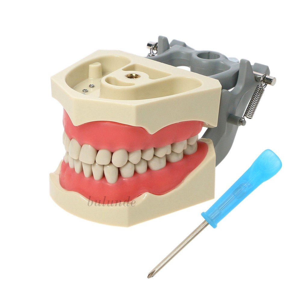 Dental Multi Typodont Teeth Model for Implant Pathological Restoration Practice