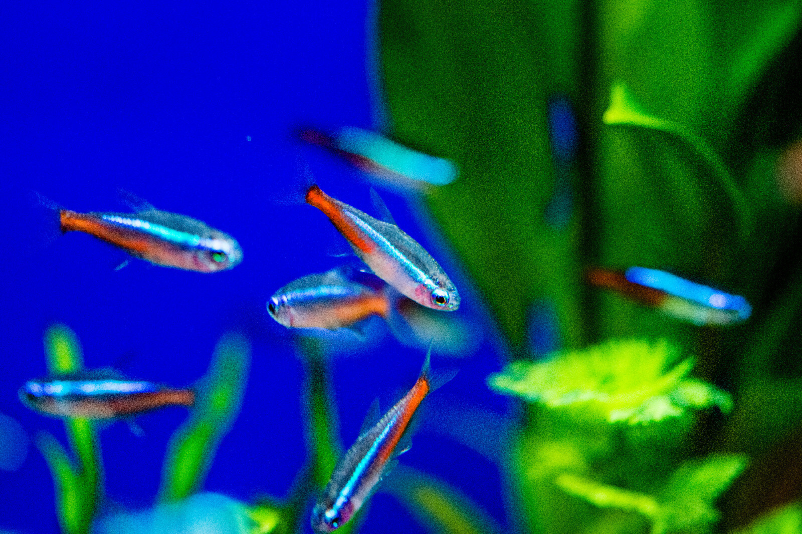 (10) Neon Tetra (PARACHEIRODON INNESI) Live Arrival Guarantee