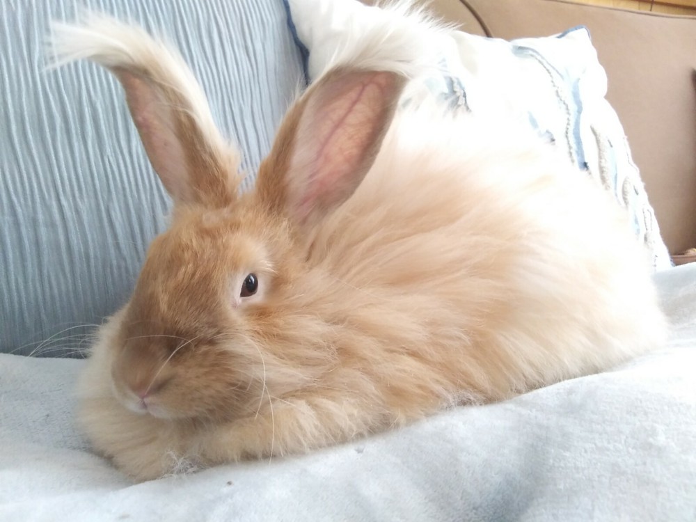 Angora Fiber