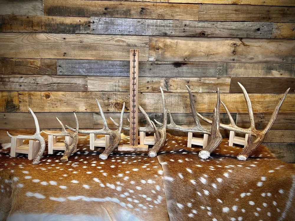 Small Table-Top Whitetail Deer Antlers - Choose Quantity