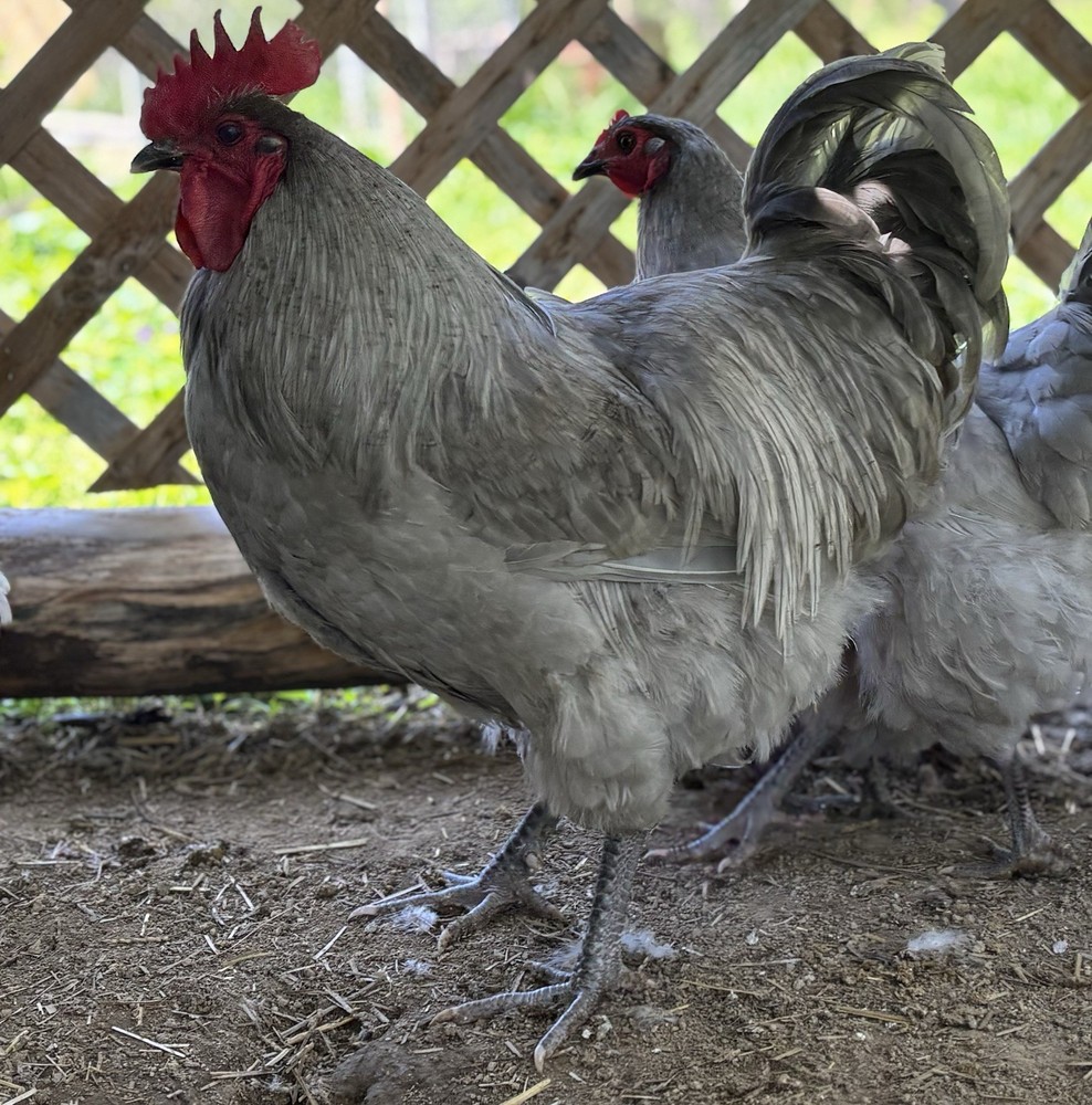 Lavender Orpington hatching eggs (12 Eggs)