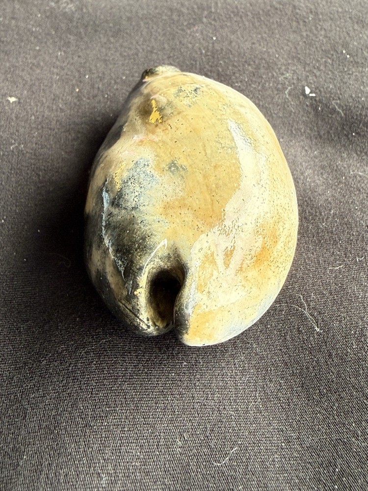 EXTINCT fossilized Cowrie shell from central Florida..Pliocene era.