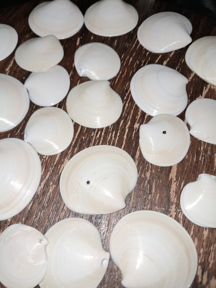 Dosinia Clam Shells, Lot Of 51