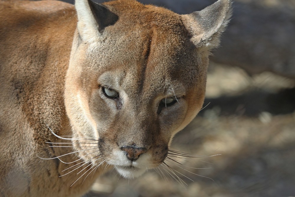 Cougar - Vol. 2 Taxidermy Reference Photo Cd