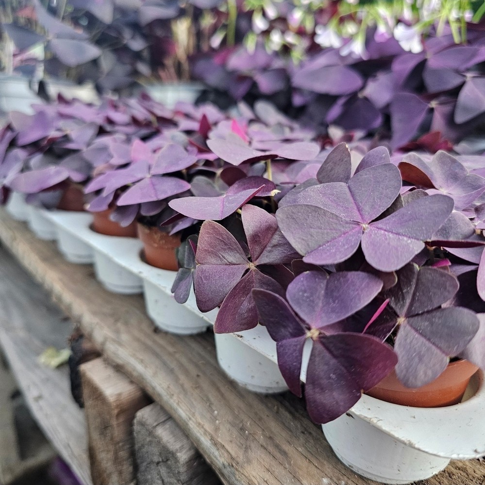 Oxalis Triangularis Live Purple Shamrock Plant 2" Pot