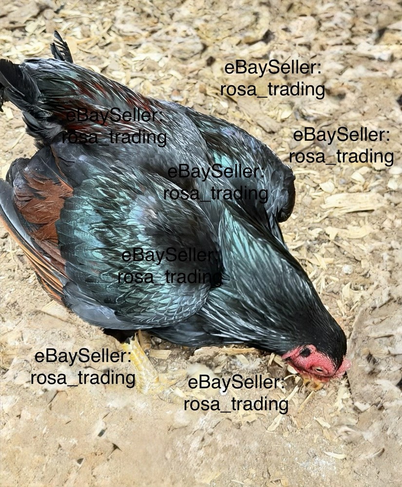 Dark Cornish Bantam Hatching Eggs 10 Pcs