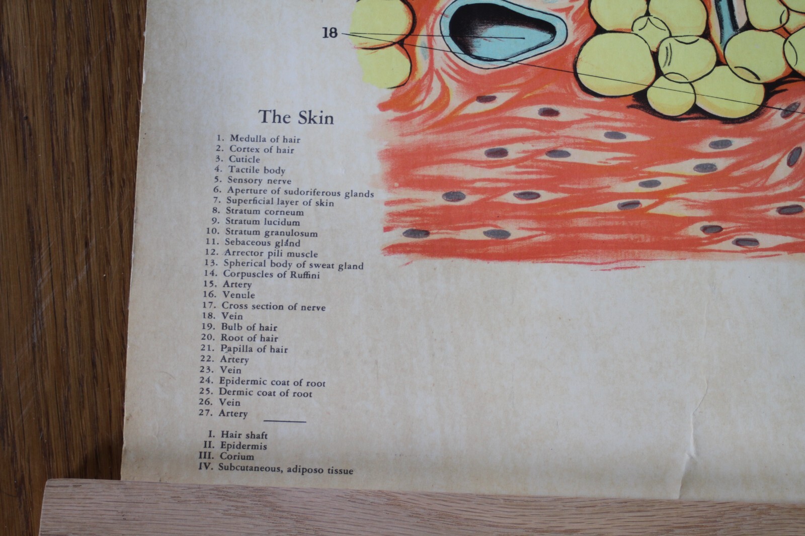 Rare Vintage 1940’s Scientific Medical Classroom Canvas Poster Chart of Skin