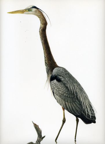 Vintage Lansdowne Great Blue Heron #2