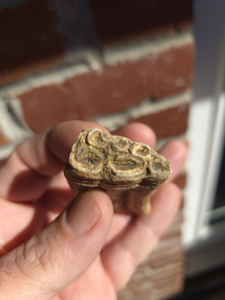 Horse Tooth