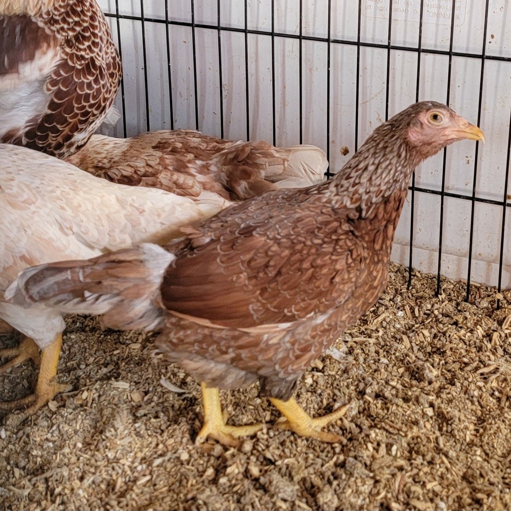 6+ Dark&Light Cornish &Splash Cornish Btm Hatching Eggs