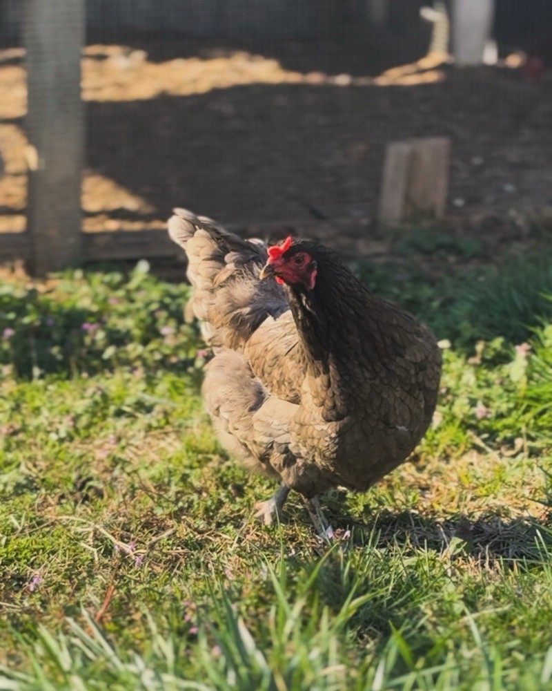 Rainbow Hatching Eggs 12+ Multi-gen Olive & Easter Egger + Black Copper Marans