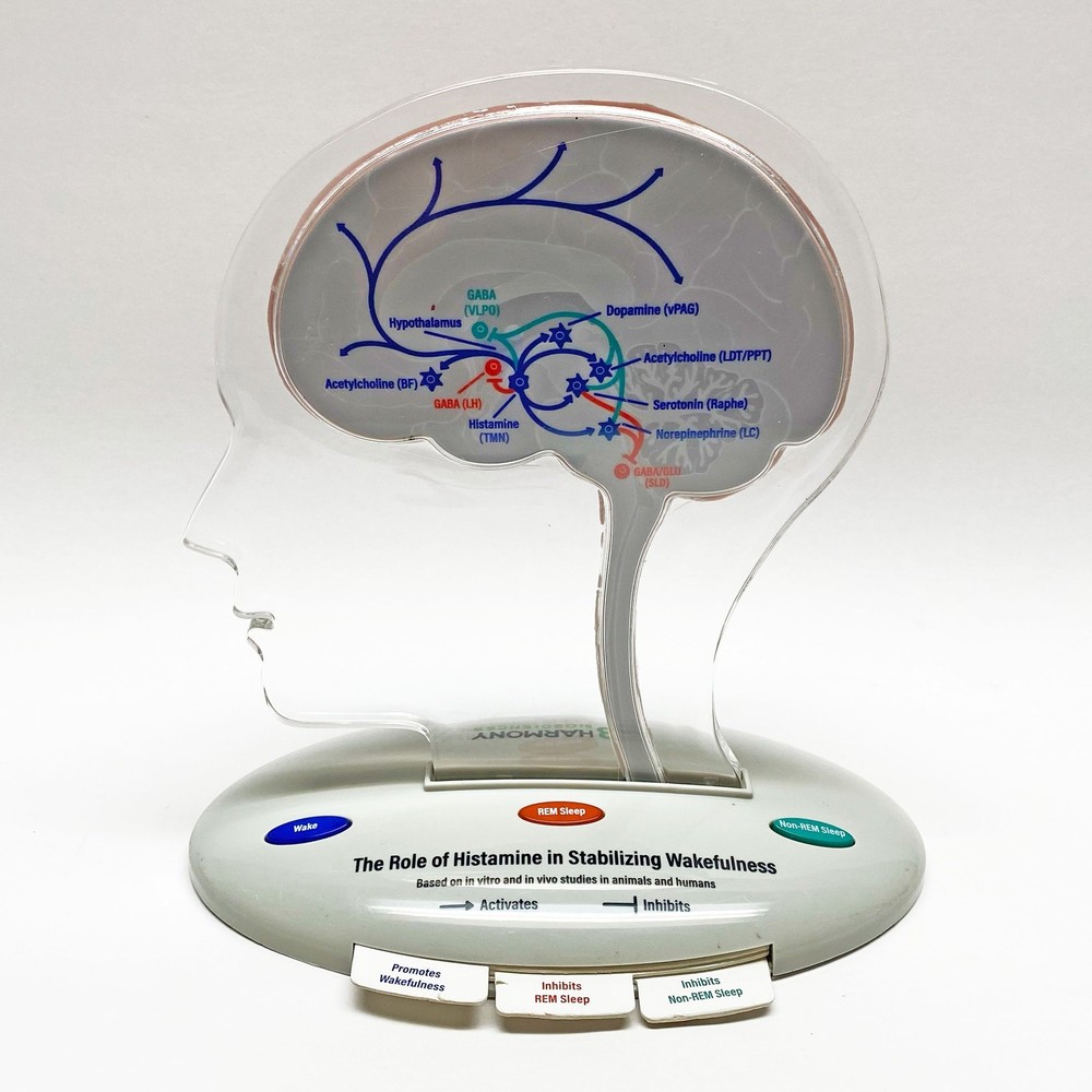 Harmony Biosciences 3D Brain Model, Battery Operated, Working