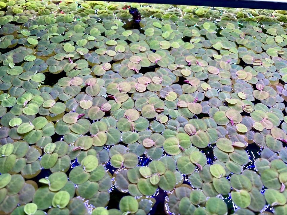 Red Root Floater, (Phyllanthus Fluitans) Live Aquarium Plants. b