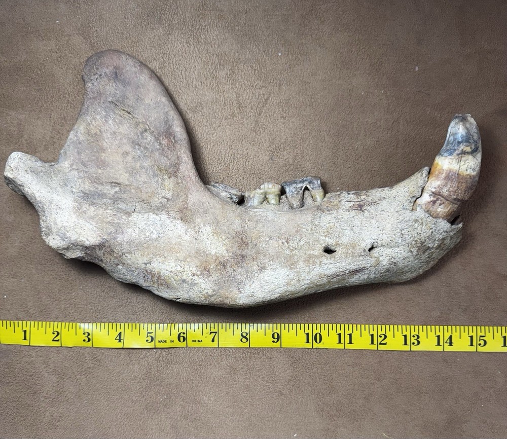 Cave bear Jaw fossil, Ursus Spelaeus,