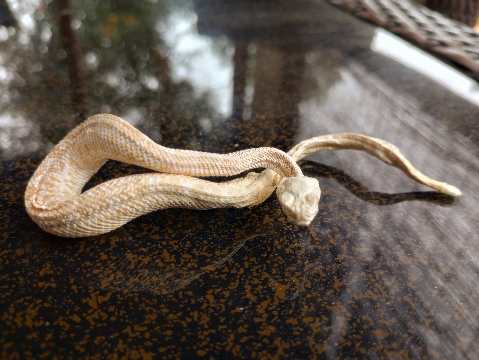 Real Snake Taxidermy - Preserved Reptile Specimen - Mummified Rattlesnake Baby