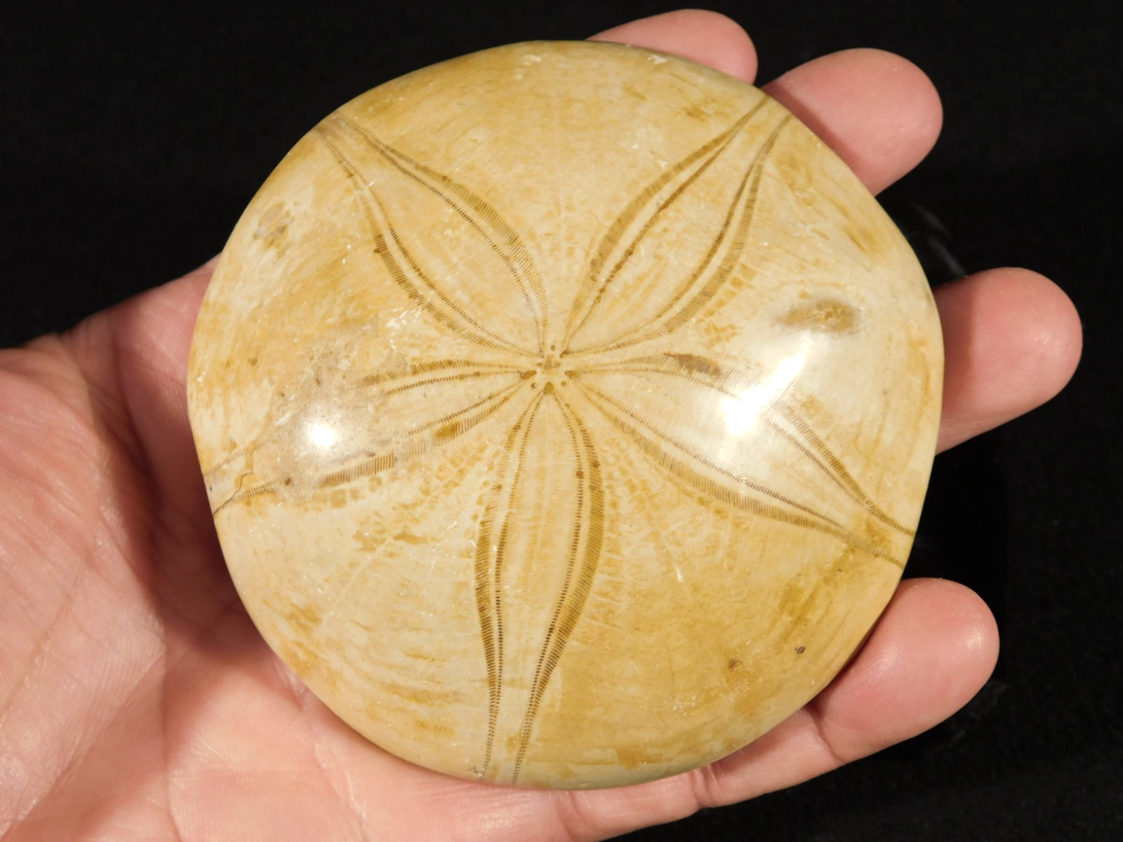 Big! Polished 150 Million Year Old! AAA SAND DOLLAR Fossil Madagascar 259gr