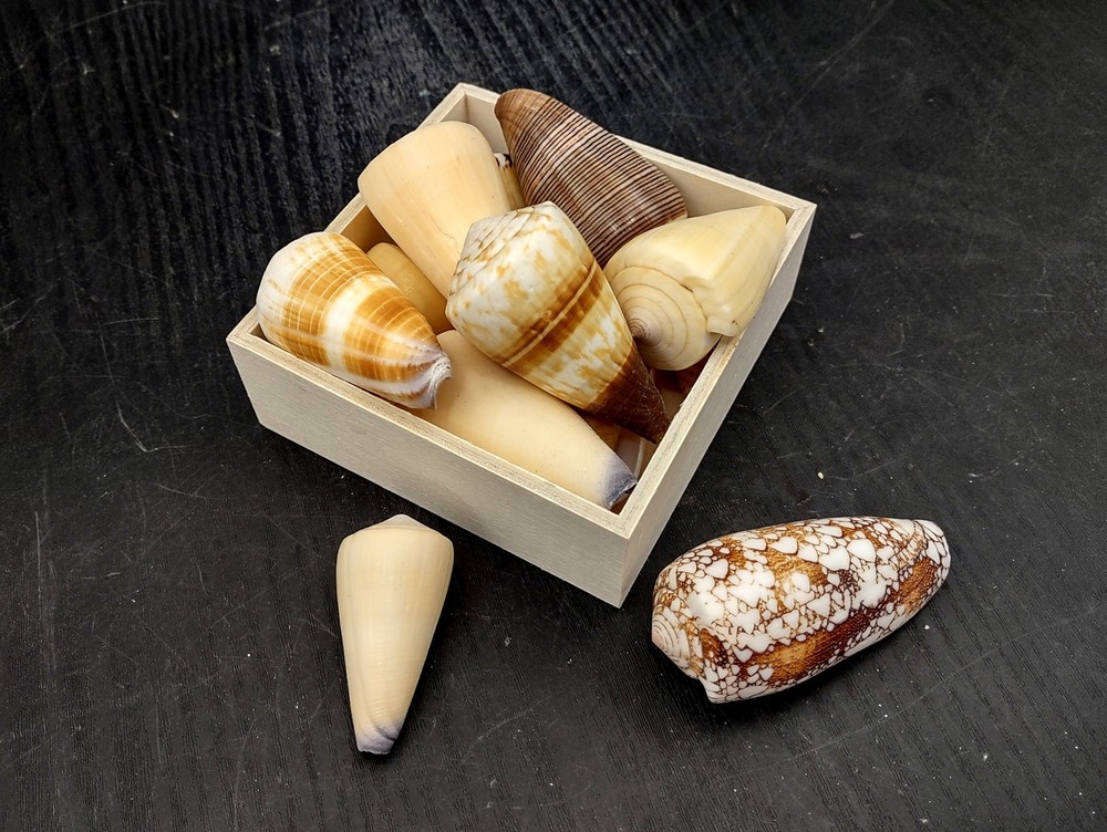 Cone Seashell Small Assorted Mix (6 shells approx. 1.5+ inches)