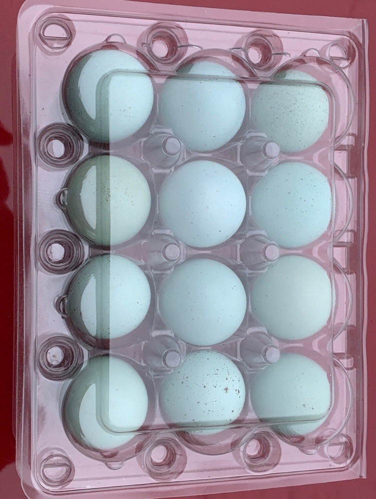 42 Celadon Blue Coturnix Quail Hatching Eggs - 100% BLUE