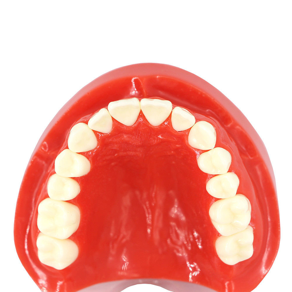 1:1 Adult Typodont Model, Standard Plastic Teeth Demonstration Study Model