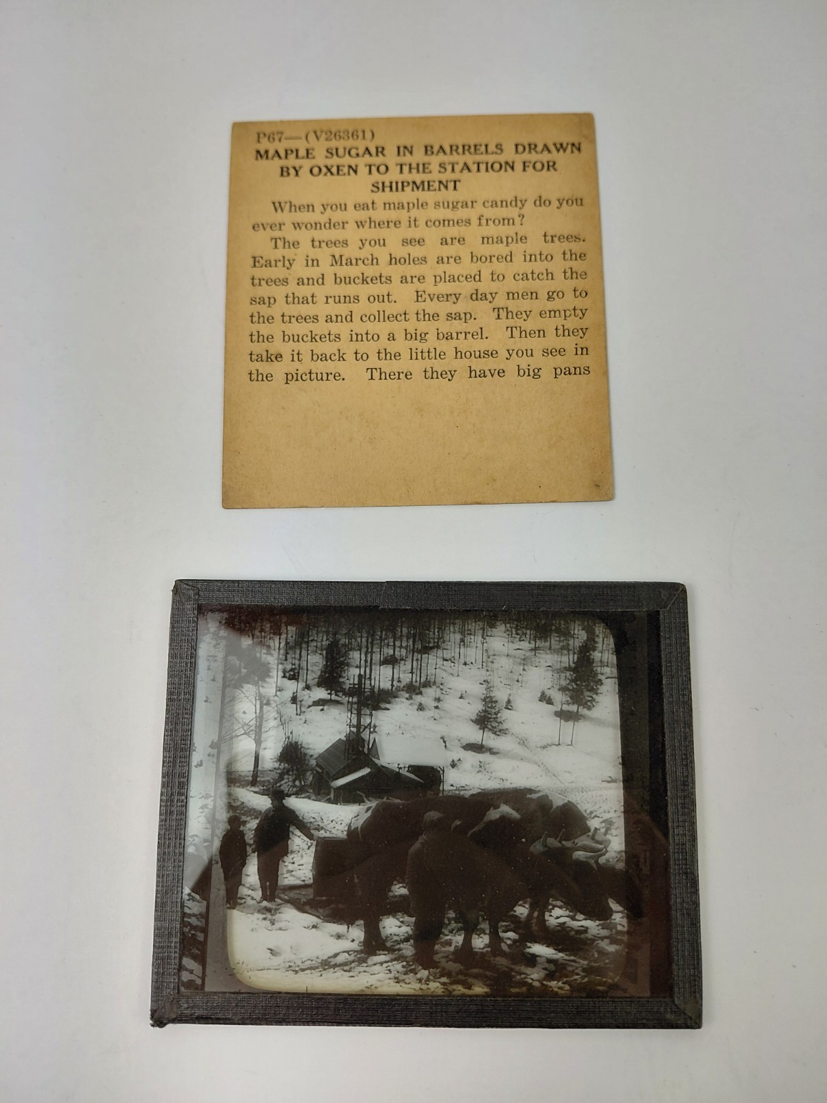 Magic Lantern Glass Slide Photo Keystone P67 Maple Syrup Oxen Ready For Shipment