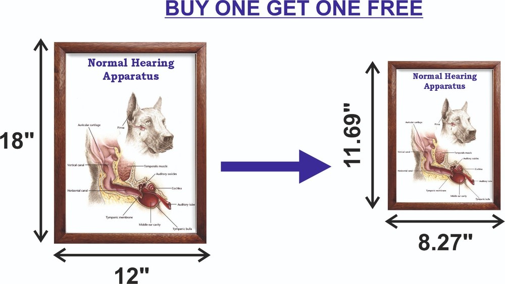 Normal Hearing Apparatus Chart 12x18 inches
