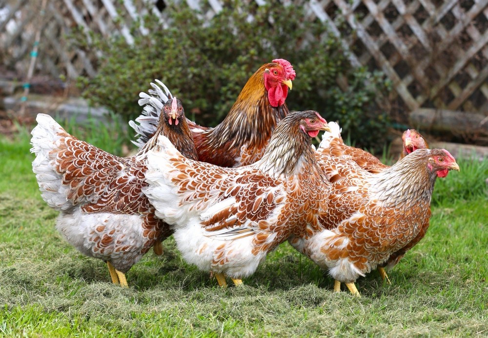10++ NPIP Blue Laced Red Wyandotte Hatching Eggs - Read Description