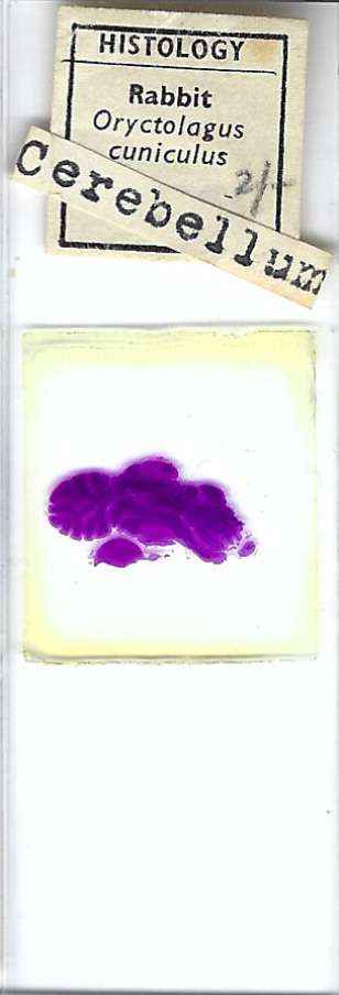 Rabbit Oryctolagus cuniculus Cerebellum Microscope Slide