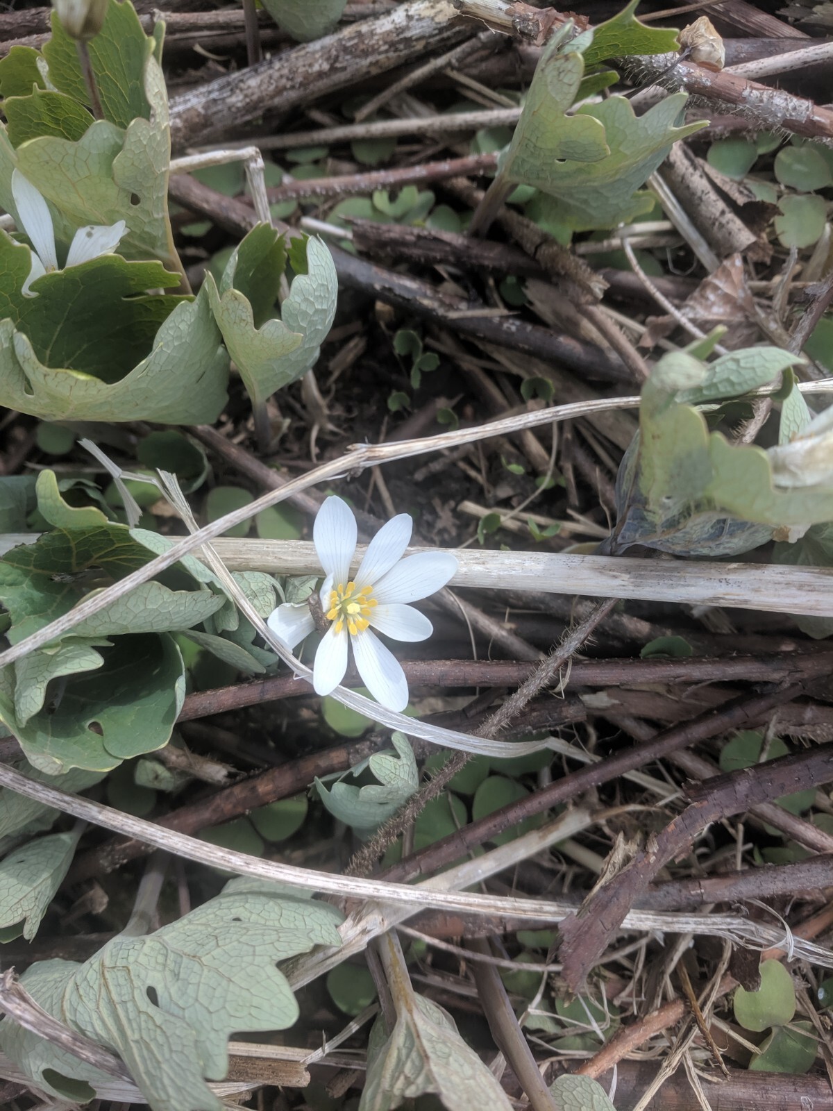 Bloodroot - Sanguinaria Canadensis. Poppy Family. 25 seeds