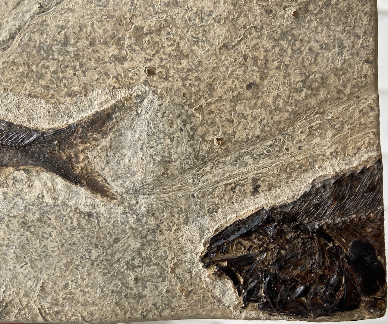 Killer Post Dinosaur Age Fish Fossil Mortality Plate Acid Prep Bottom Cap GRF