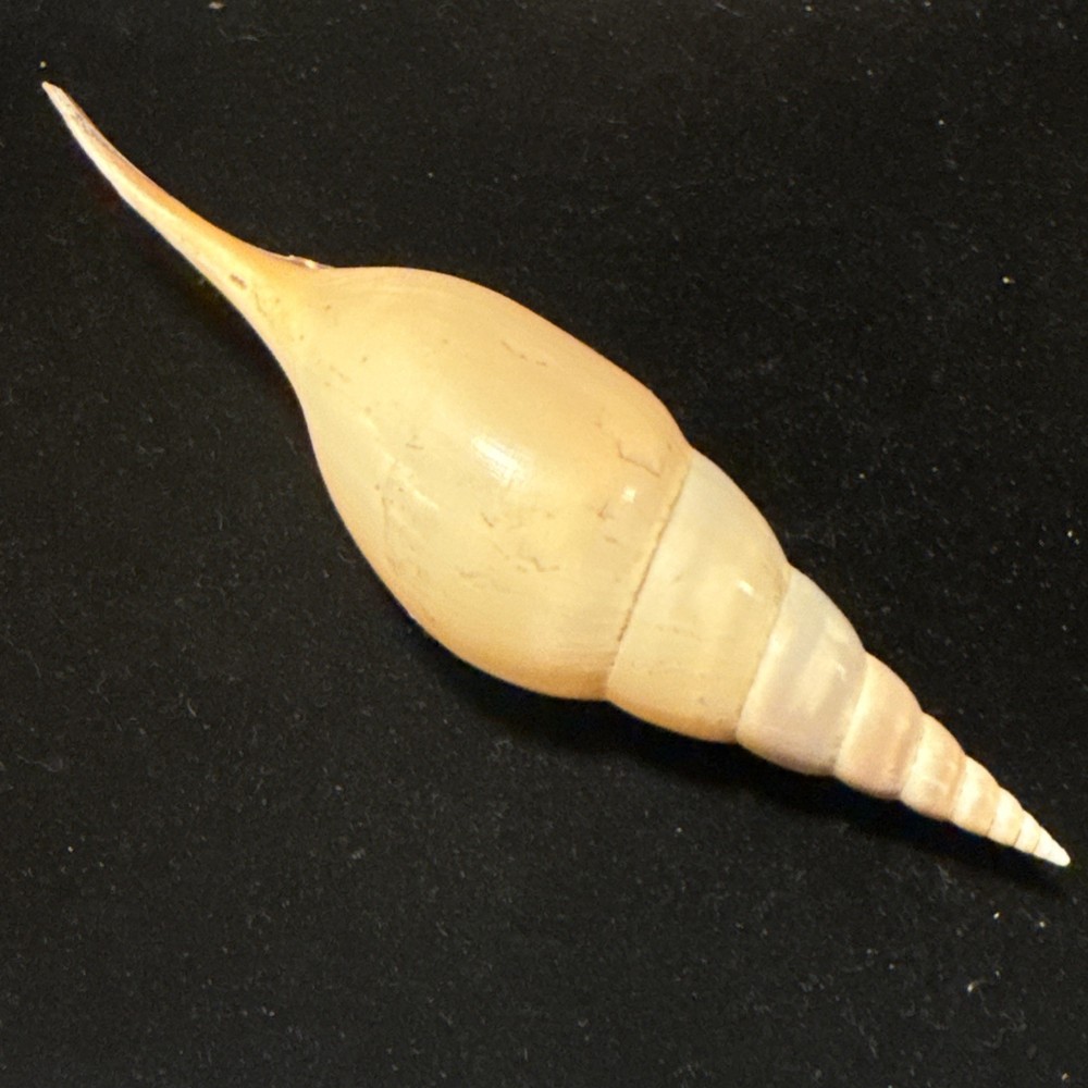 Rostellariidae Tibia Fusus Spindle, Shin-bone Tibia 165mm