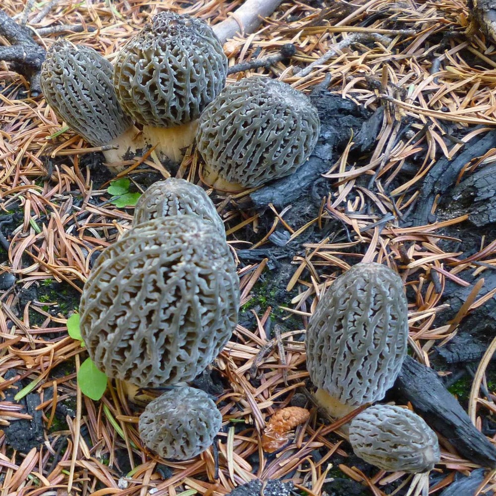 Morchella exuberans Liquid Culture
