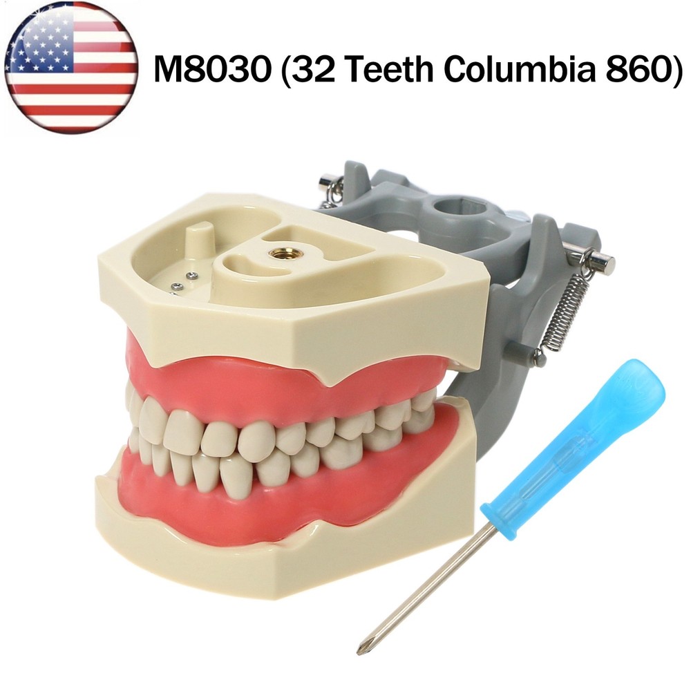 US Columbia Dentoform 860 Type Dental Typodont Model with 32Pcs Removable Teeth