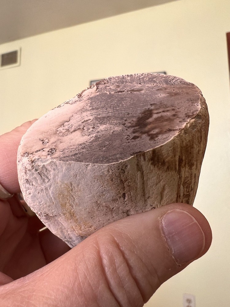 Yellowstone petrified wood mirror polish end
