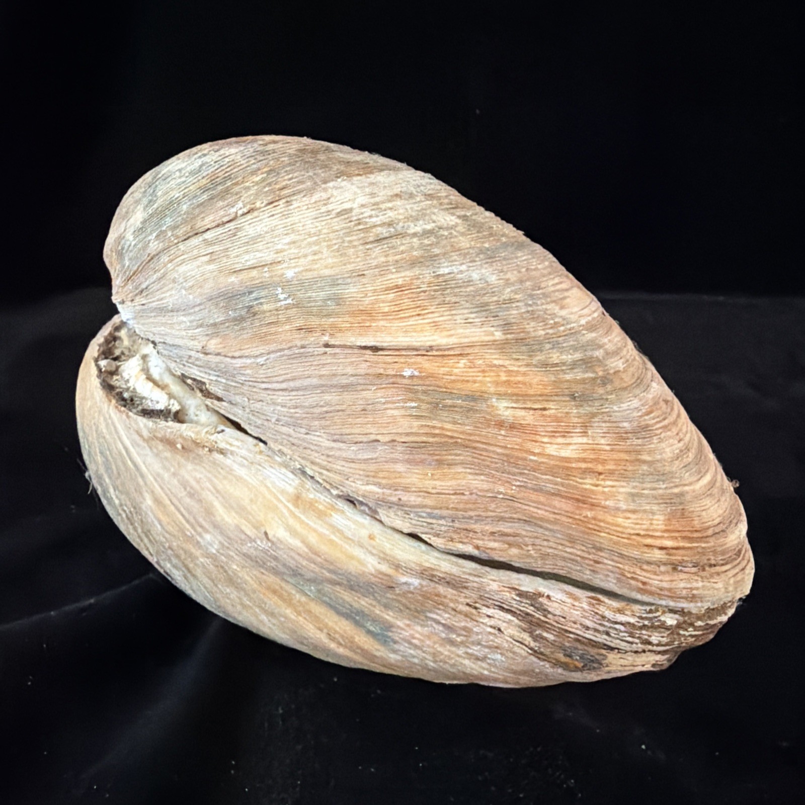 Giant Surf Clam Sea Shell 121.0mm X 127.4mm No Data (E874)