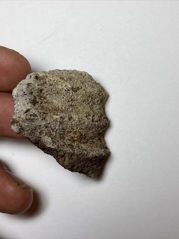 Triceratops Jaw Section
