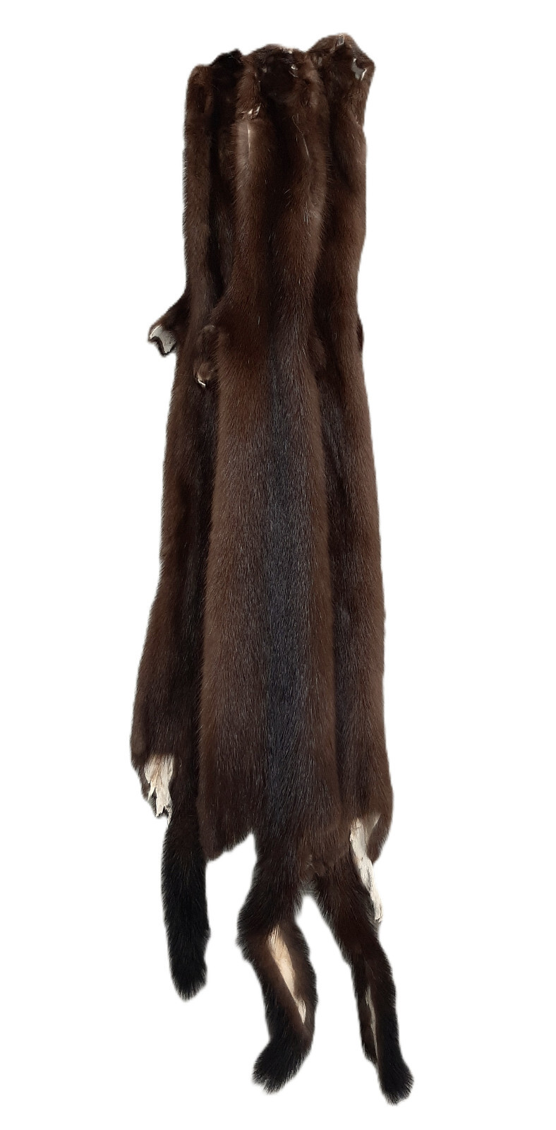 Female Wild Mink Pelt-Highly Desirable Fur