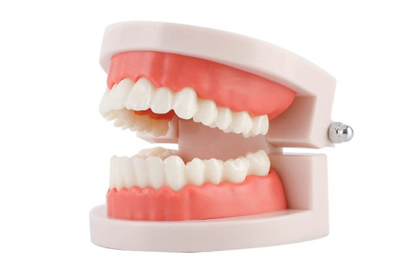 Dental Demonstration Standard Adult Teeth Model