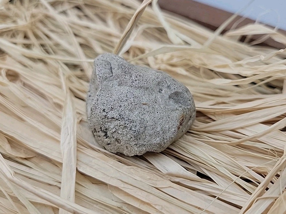 Egg Fossil Permineralized