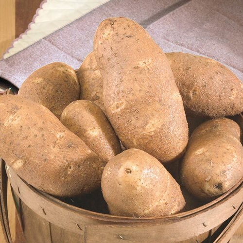 Hey! 5 lbs. Prime Picked Large Fresh Russet Baking Potatoes