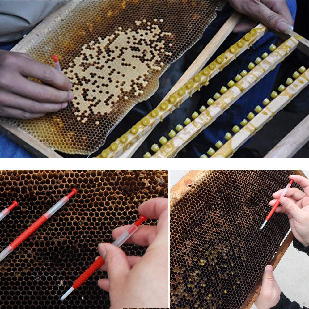 10PCS Beekeeping Shift Needle Moving Grafting Tools Bee Larva Feeding Equipment