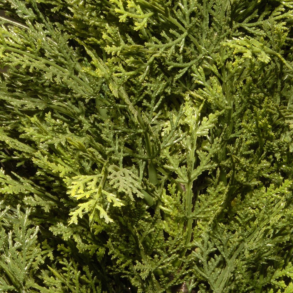 National Tree Company Artificial Shrub | Includes Pot Base | Arborvitae - 36 ...