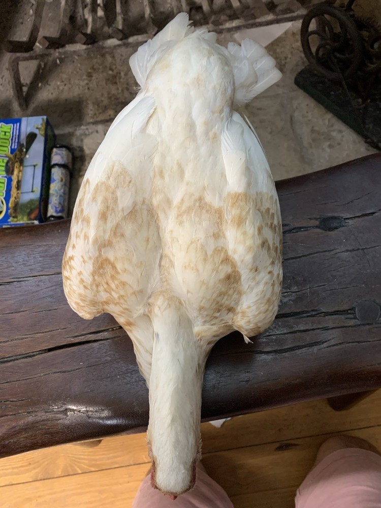 12 Largefowl White Cornish Hatching Eggs