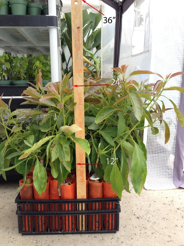 HASS Avocado Tree, Grafted - Live Avocado Tree