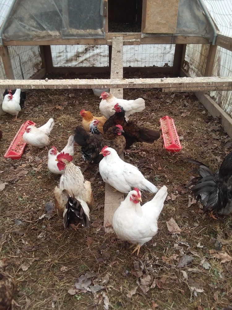10+ Fertile Serama Chicken Hatching Eggs