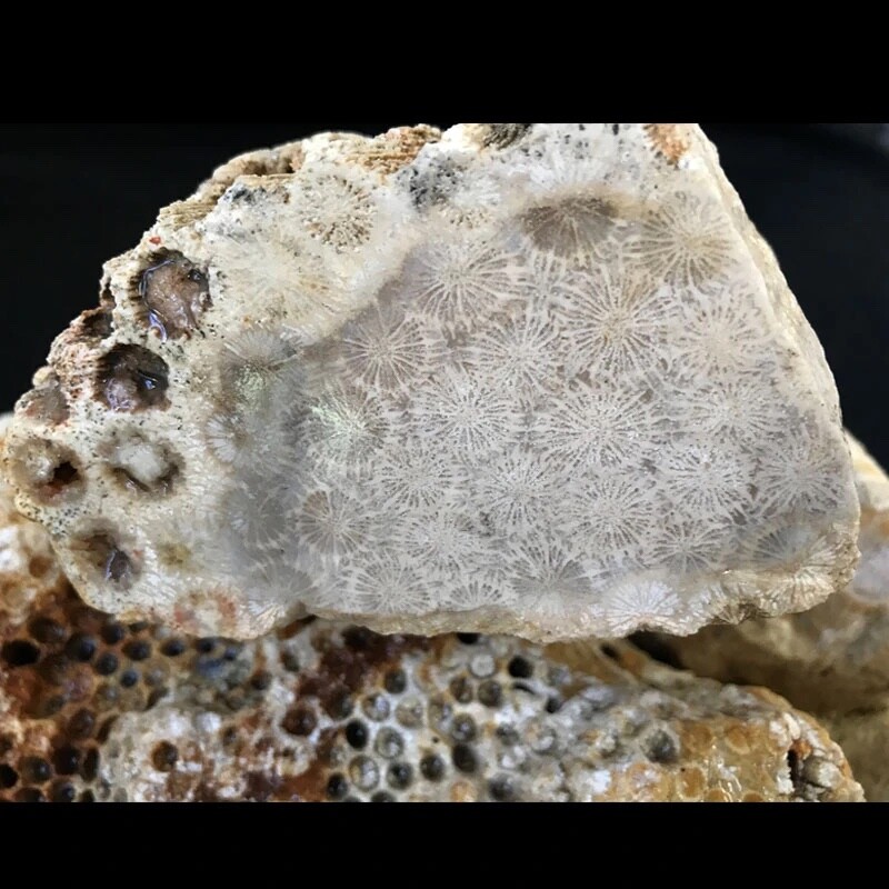 INDONESIAN PETRIFIED CORAL-Agatized (price per pound)