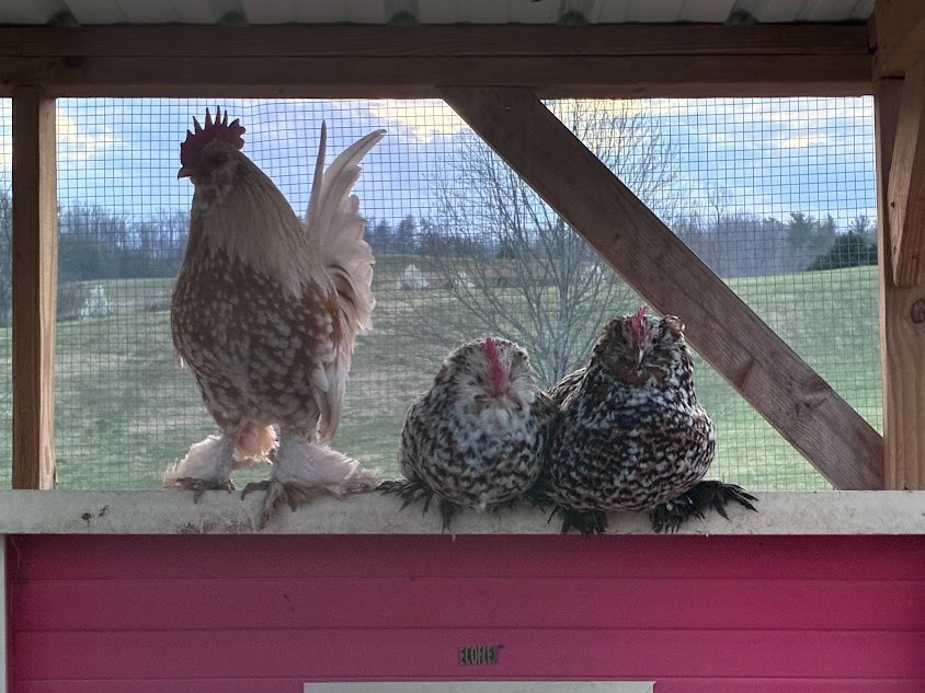 D'uccle Belgian Bearded Bantam Hatching Eggs 10++