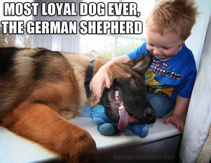 German shepherd  refrigerator magnet 3 1/2 x 3 1/2 "